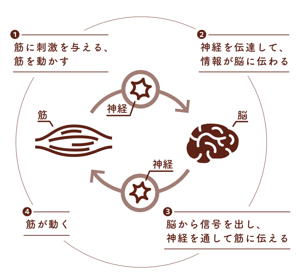 最近、つまずきやすくなったと感じることはありませんか?